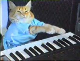 cat playing the keyboard